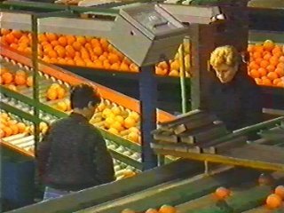 naranjas (12)  ALIMENTOS MERCADO